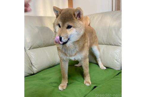 成約済の茨城県の柴犬-346846の3枚目