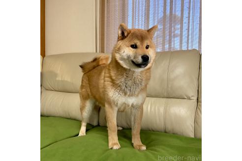成約済の茨城県の柴犬-346846の2枚目