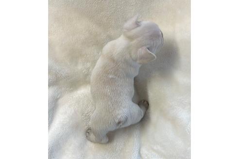成約済の山口県のフレンチブルドッグ-363707の8枚目