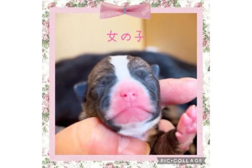 成約済の静岡県のチワワ(スムースコート)-370523の8枚目