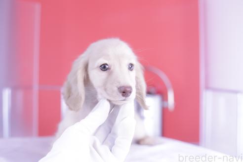 成約済の愛知県のカニンヘンダックスフンド(ロングヘアード)-363730の7枚目