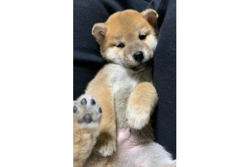 成約済の熊本県の柴犬-363771の8枚目