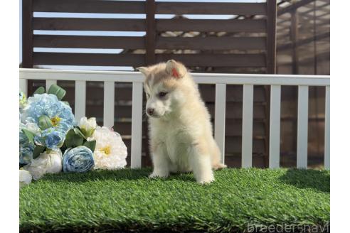 成約済の茨城県のシベリアンハスキー-366541の3枚目
