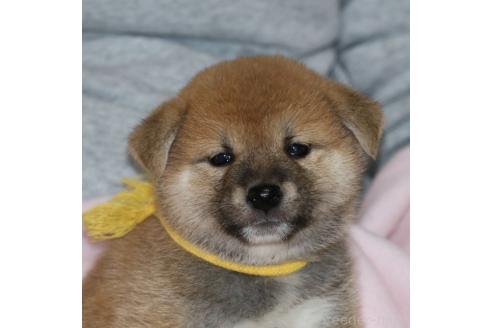 成約済の静岡県の柴犬-369249の4枚目