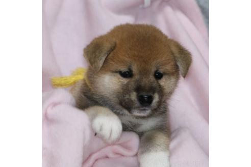 成約済の静岡県の柴犬-369249の3枚目