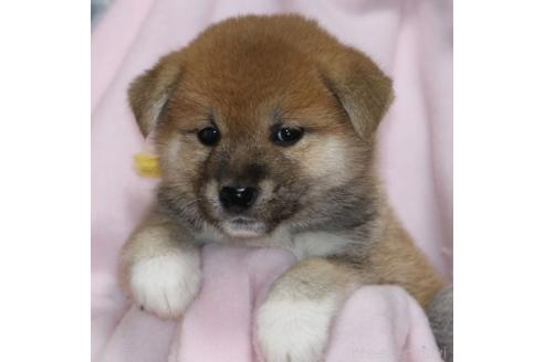 成約済の静岡県の柴犬-369249の1枚目