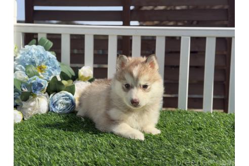 成約済の茨城県のシベリアンハスキー-366553の5枚目