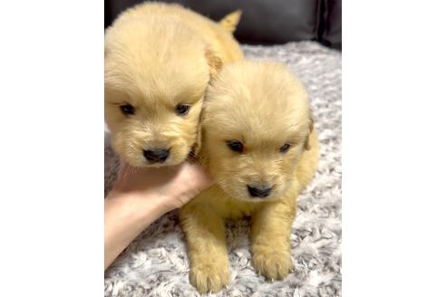 成約済の奈良県のゴールデンレトリーバー-370569の4枚目