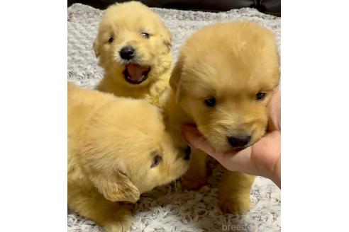 販売中の奈良県のゴールデンレトリーバー-370571
