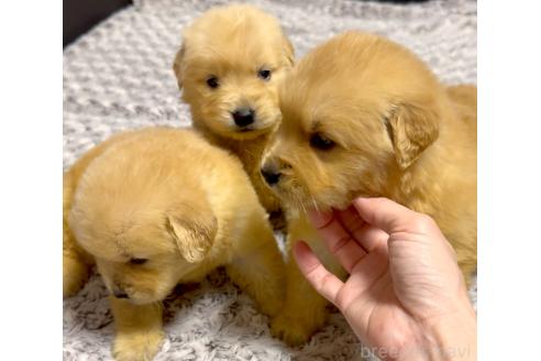 成約済の奈良県のゴールデンレトリーバー-370571の13枚目