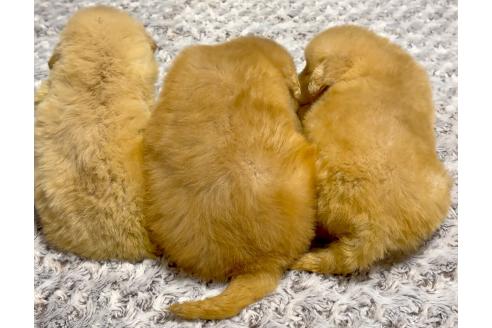 成約済の奈良県のゴールデンレトリーバー-370571の5枚目