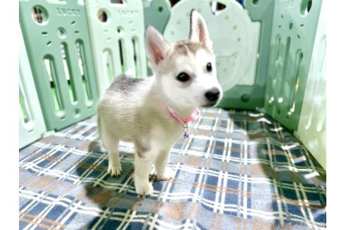 成約済の愛知県のシベリアンハスキー-362305の6枚目