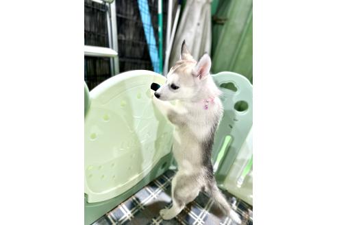 成約済の愛知県のシベリアンハスキー-362305の3枚目