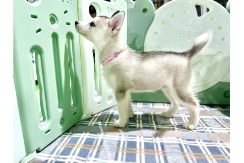 成約済の愛知県のシベリアンハスキー-362305の2枚目