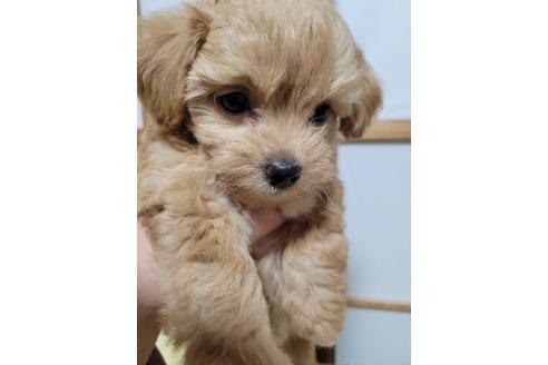 成約済の千葉県のチワプー:チワワ×トイプードル-370609の20枚目