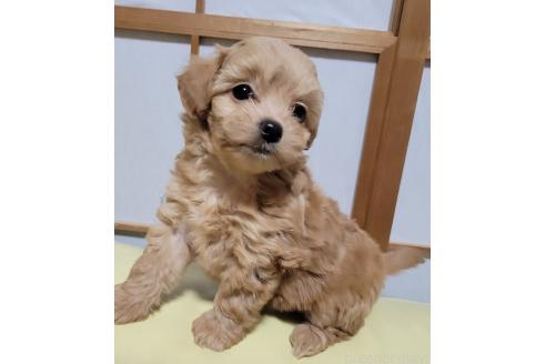 成約済の千葉県のチワプー:チワワ×トイプードル-370609の15枚目