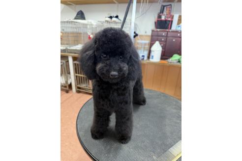 成約済の栃木県のトイプードル-337986の8枚目