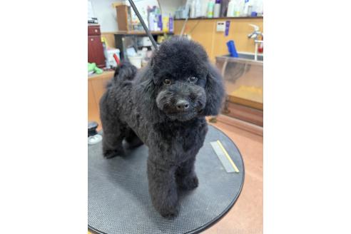 成約済の栃木県のトイプードル-337986の7枚目