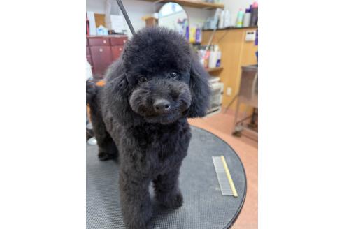 成約済の栃木県のトイプードル-337986の6枚目