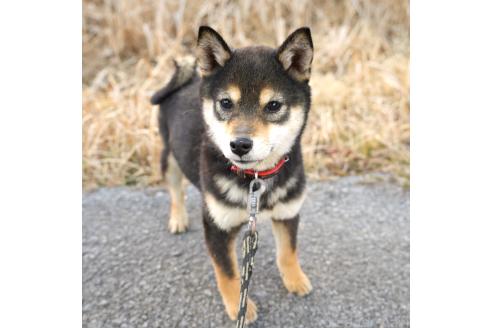 成約済の千葉県の豆柴-370620の1枚目