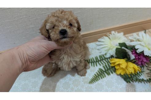 成約済の広島県のタイニープードル-370624の14枚目