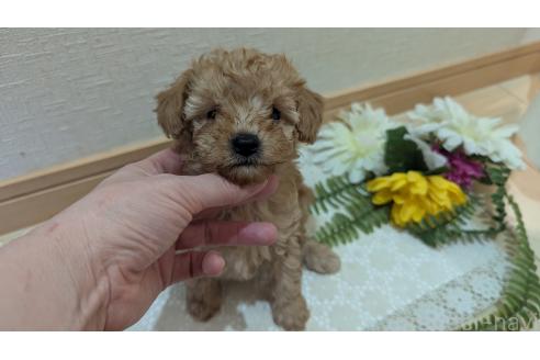 成約済の広島県のタイニープードル-370624の13枚目