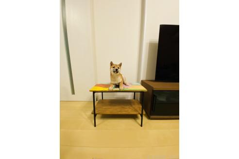成約済の千葉県の豆柴-356576の3枚目