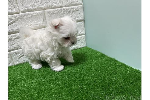 成約済の愛媛県のマルチーズ-370679の6枚目