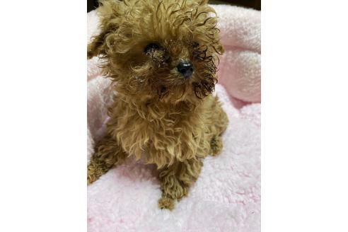 成約済の岡山県のティーカッププードル-370683の6枚目