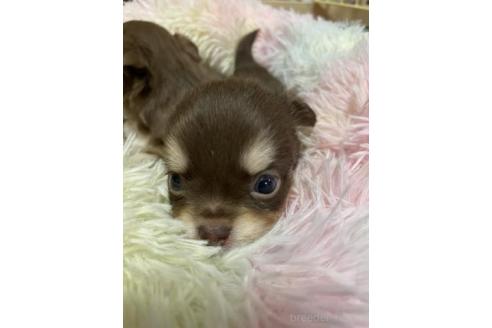 成約済の滋賀県のチワワ(ロングコート)-370690の2枚目