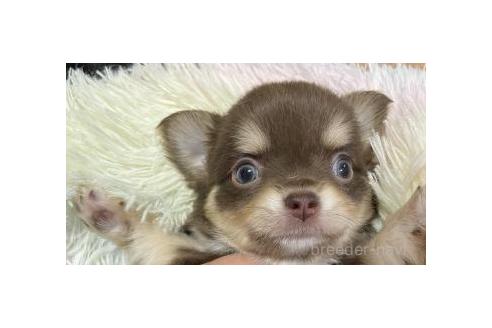 成約済の滋賀県のチワワ(ロングコート)-370690の1枚目