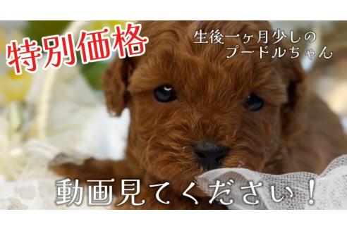 販売中の大阪府のタイニープードル-370619の16枚目