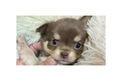 成約済の滋賀県のチワワ(ロングコート)-370691の1枚目