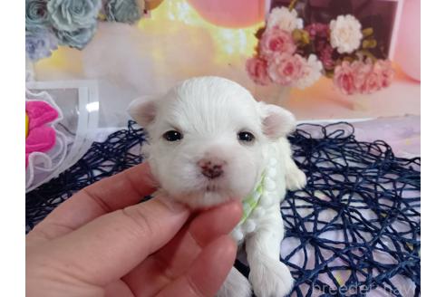 成約済の神奈川県のマルチーズ-370709の21枚目