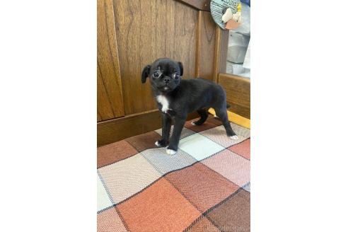 成約済の大阪府のミックス犬-370719の3枚目