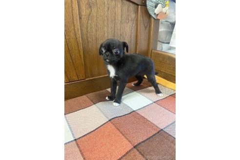 成約済の大阪府のミックス犬-370719の2枚目