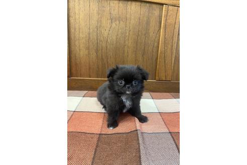 成約済の大阪府のミックス犬-370721の1枚目
