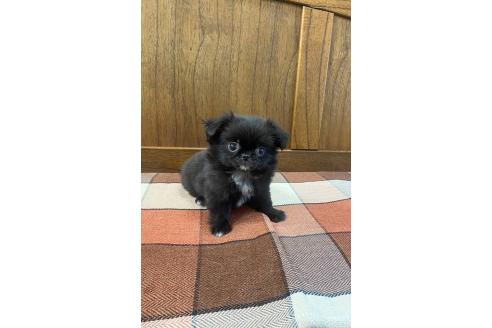 成約済の大阪府のミックス犬-370721の6枚目