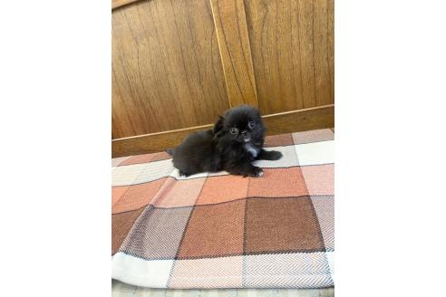 成約済の大阪府のミックス犬-370721の3枚目