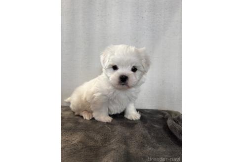 成約済の群馬県のミックス犬-370743の1枚目
