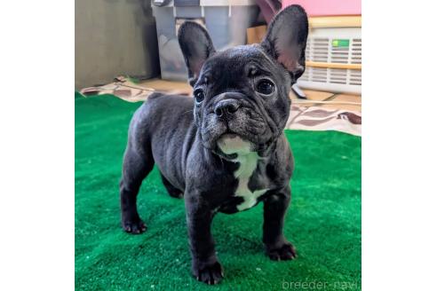 成約済の愛媛県のフレンチブルドッグ-365108の64枚目