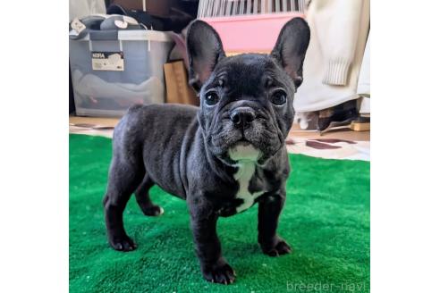 成約済の愛媛県のフレンチブルドッグ-365108の63枚目