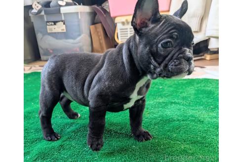 成約済の愛媛県のフレンチブルドッグ-365108の62枚目