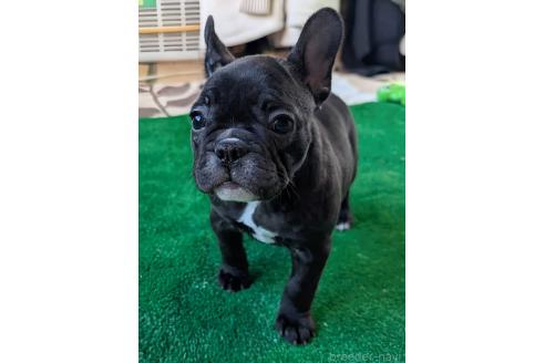成約済の愛媛県のフレンチブルドッグ-365108の61枚目