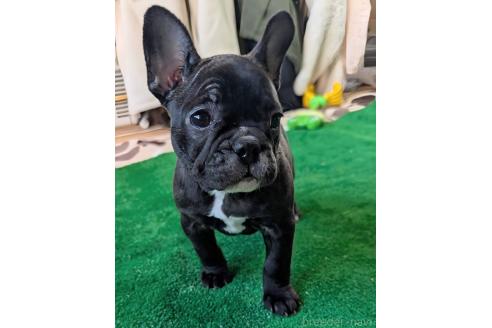 成約済の愛媛県のフレンチブルドッグ-365108の59枚目