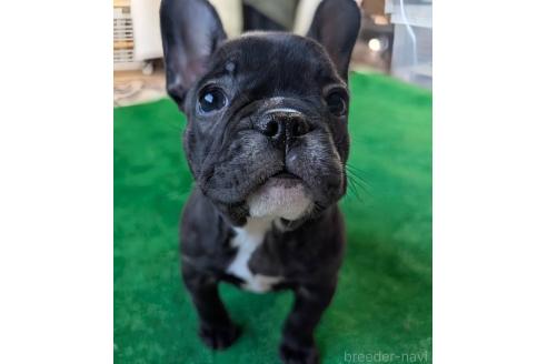 成約済の愛媛県のフレンチブルドッグ-365108の60枚目