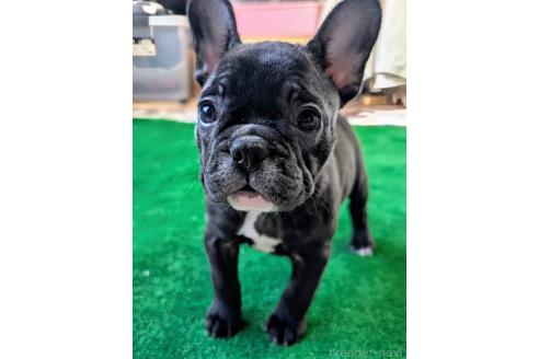 成約済の愛媛県のフレンチブルドッグ-365108の58枚目