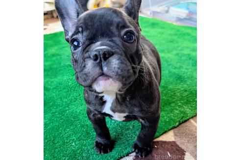 成約済の愛媛県のフレンチブルドッグ-365108の57枚目