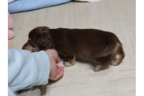 成約済の愛知県のミニチュアダックスフンド(ロングヘアード)-368740の6枚目