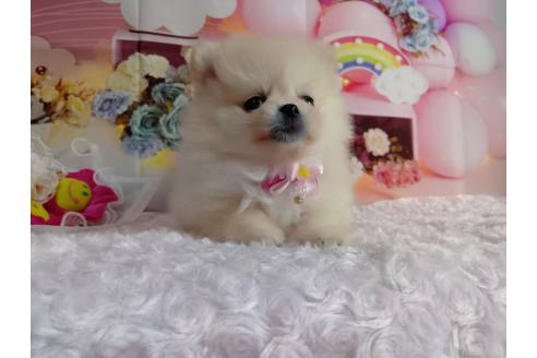 成約済の神奈川県のポメラニアン-365039の7枚目